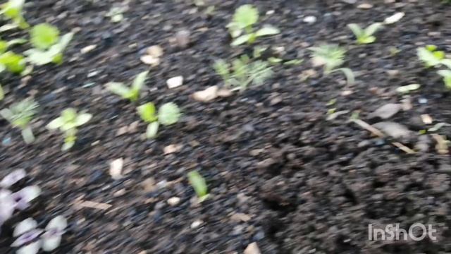 Обзор моего сада-огорода на 02.06.23, на Урале наконец-то дождь! смотреть онлайн