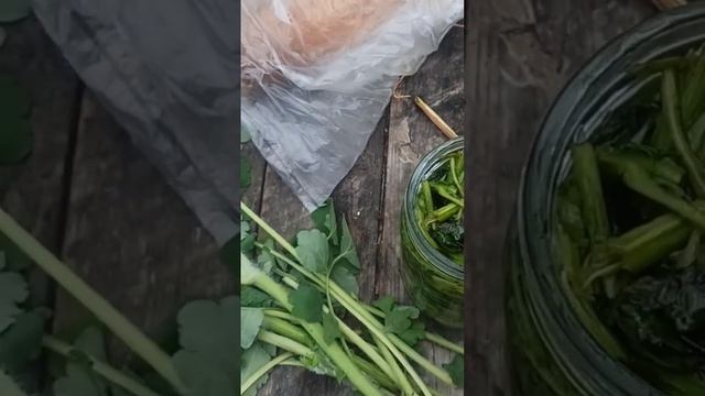 МАСЛО ИЗ ЧИСТОТЕЛА. смотреть онлайн