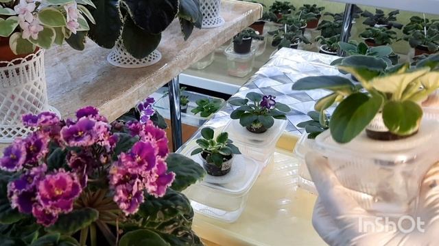 Часть 12. Показываю результат через пять с половиной месяцев от посадки листа фиалки! И мои ошибки: смотреть онлайн