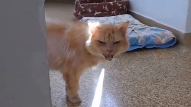 Ее избивали, не кормили, довели до жуткого состояния, выкинули на улицу. Она возненавидела всех, но смотреть онлайн