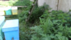 Интересный способ, как вернуть вышедший рой пчел в улей