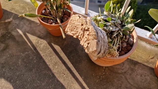 DENDROBIUM: TRA FALSI MITI E REALTA смотреть онлайн