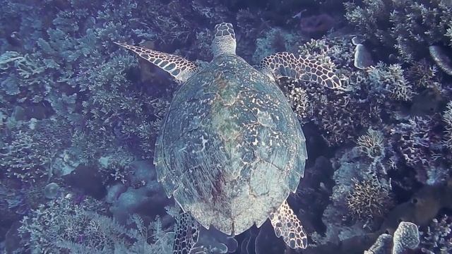 #дайвинг Underwater World - Дайвинг