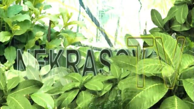 NEKRASOV TV 2013 (первые шаги к 3D анимации) смотреть онлайн