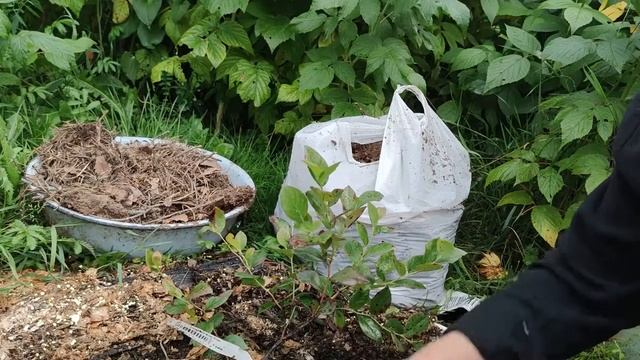 Голубика / первая летняя подготовка молодой голубики к зиме смотреть онлайн