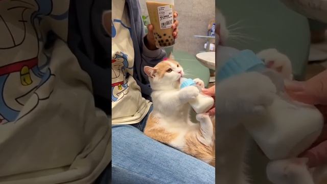 cat drinking milk very cute cat #mybloopers смотреть онлайн