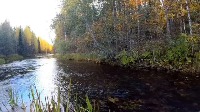Autumn River Sounds. Sounds Of Nature For Sleep, Study, Meditation смотреть онлайн