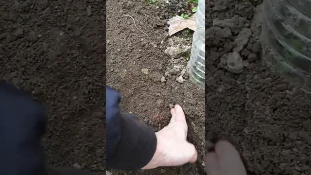 Размножение абрикоса черенками