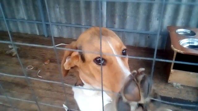 Ума . Порода Русская Пегая гончая (РПГ) смотреть онлайн