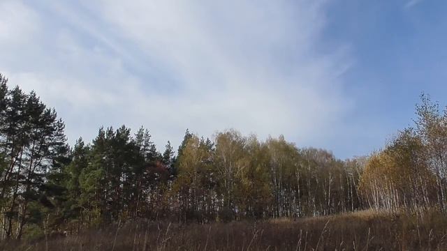 Небо и деревья в лесу Переквас смотреть онлайн