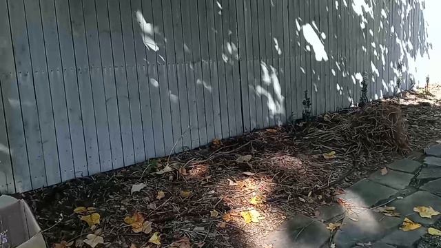 Making a New Mostly Native Plant Hellstrip Garden. Part 3 of 3 смотреть онлайн