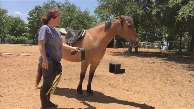 Kiger Good Boi Session 73 Saddling Mustang Clicker Training смотреть онлайн