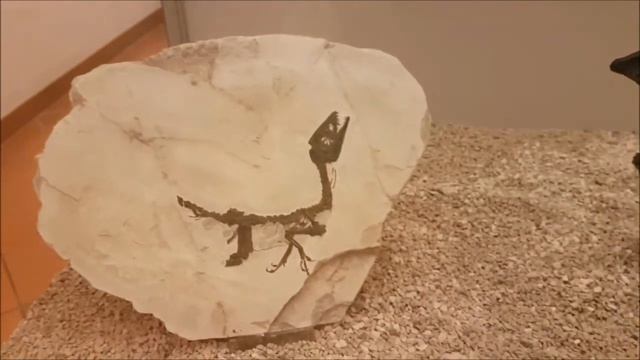 Museo paleontologico NAPOLI смотреть онлайн