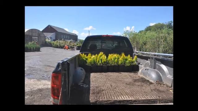 A New Introduction Arborvitae Forever Goldie смотреть онлайн