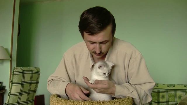 Котятки британчики (шиншиллы) редкого окраса смотреть онлайн