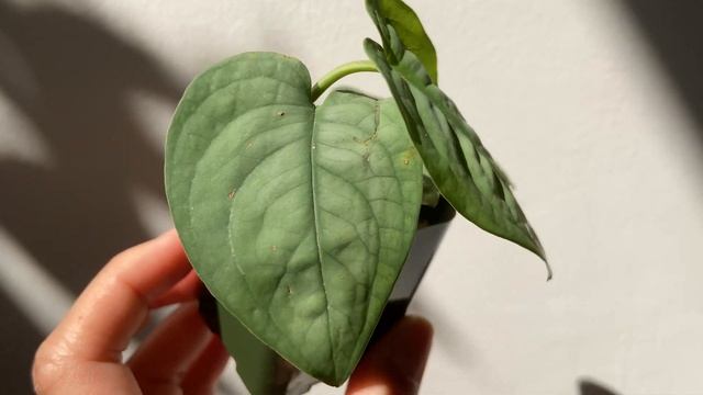 Aroid Haul | Scindapsus Lucens Or Anadendrum Affine And Alocasia
