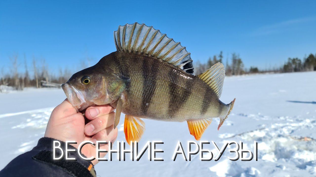 МОТОБУКСИРОВЩИК В ПУХЛЯК ЭТО ЖЕСТЬ / ВЕСЕННИЕ АРБУЗЫ #мотобуксировщик #окунь #зимняярыбалка #койра смотреть онлайн