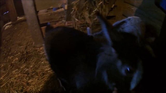 Деревня ,козы, дети. смотреть онлайн