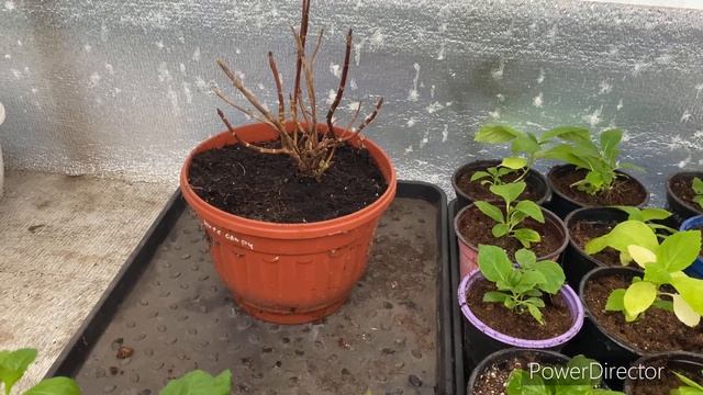 Осенние черенки крупнолистной гортензии смотреть онлайн