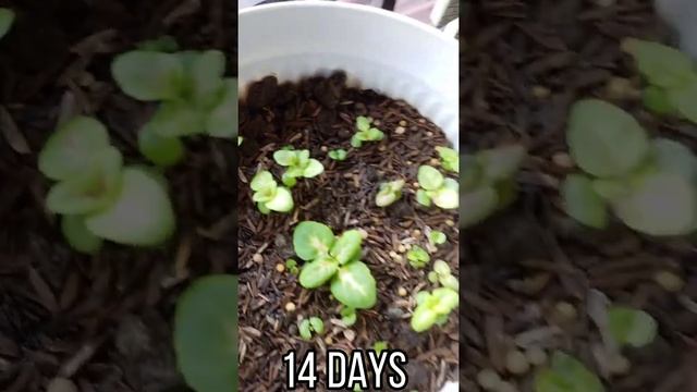 PART 2 COLEUS WIZARD RARE MIXED TAIWAN ?? ORIGINAL SEED'S KNOWN YOU BRAND WIZARD ORIGINAL RARE смотреть онлайн