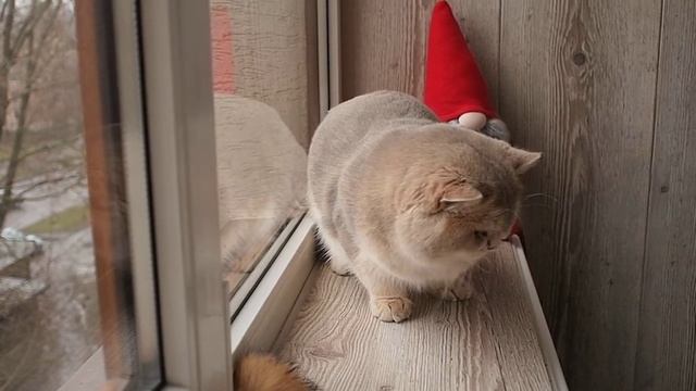 Blue golden shaded male смотреть онлайн