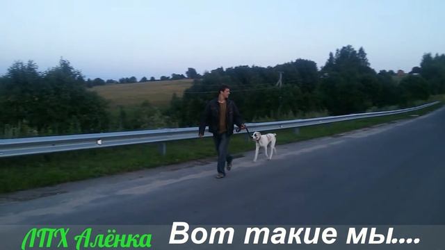 Алабаи. САО. БЕЗ СЛОВ... Тарзан. 6 месяцев. Пробежка... смотреть онлайн