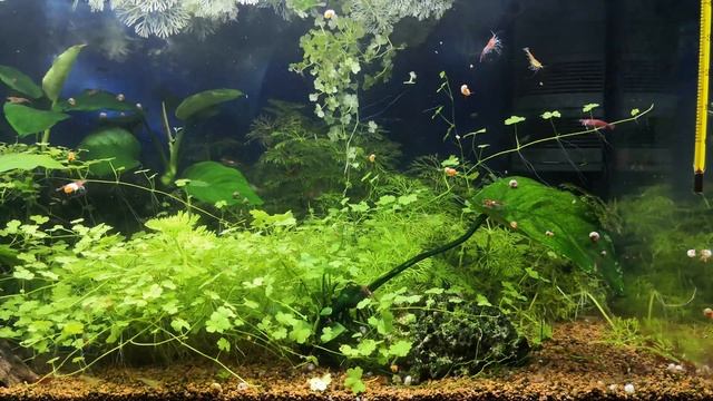 How to trim Ambulias - Aquarium 01Jan2021 [4K@30] смотреть онлайн