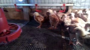 Цыплята Редбро и Голошейка