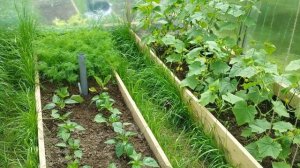 Как сделать грядки в теплице. Наш огород.