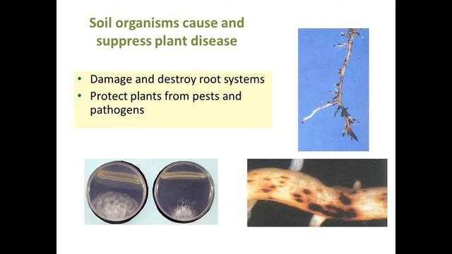 Importance of soil organisms with Dr Graham Stirling смотреть онлайн