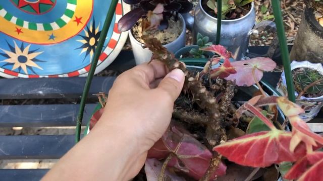 A Free Angel Wings Begonia смотреть онлайн