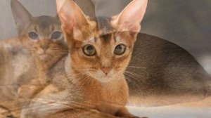 Абиссинская кошка плюсы и минусы породы | Породы кошек | Абиссинская порода кошек