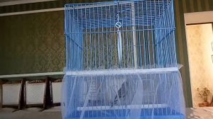 Щегол поёт. Пение щегла.