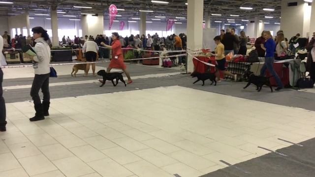 МОНО ранг ПК  Стаффордширский бультерьер Санкт-Петербург 16.01.2016 Сравнение на ЛПП