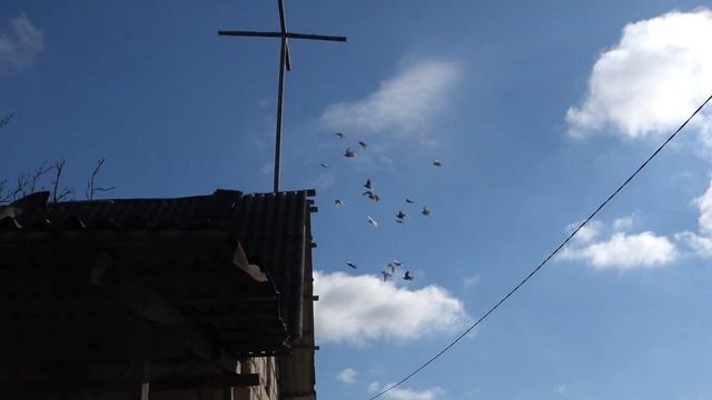 Перед поездкой кормлю голубей смотреть онлайн