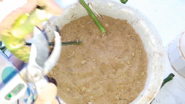 How to Grow Monstera Plant by Cutting || Monstera Delicoisa || 27 July, 2017 смотреть онлайн