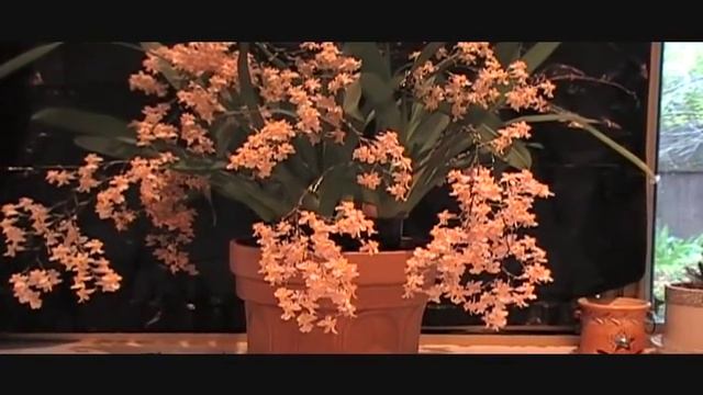 Oncidium Twinkle Orchid смотреть онлайн