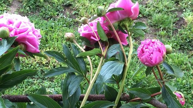 Pivoine de Chine 'Paeonia lactiflora' 'Edulis Superba' Et rosier anglais 'héritage' ou 'Legacy' смотреть онлайн