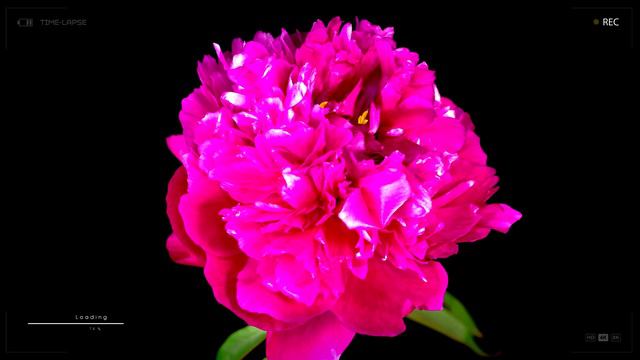 Pink Peony flower | How it blooms and grows | Time lapse смотреть онлайн