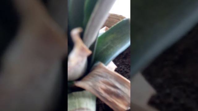 Ананас, Ananas часть 1 смотреть онлайн