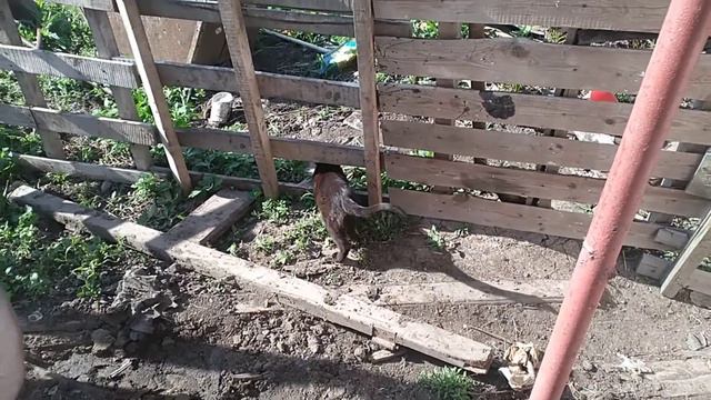 Веснушка пришла в охоту смотреть онлайн
