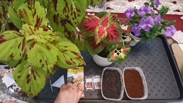 Посев колеуса на рассаду ? смотреть онлайн