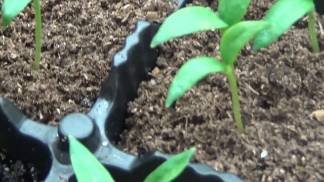 23 лунные сутки, полив запрещён.