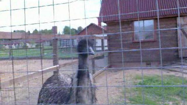 Страусы смотреть онлайн