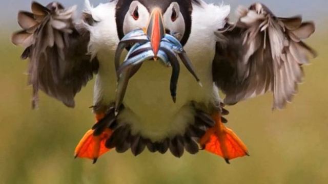 romantique flûte 1 смотреть онлайн