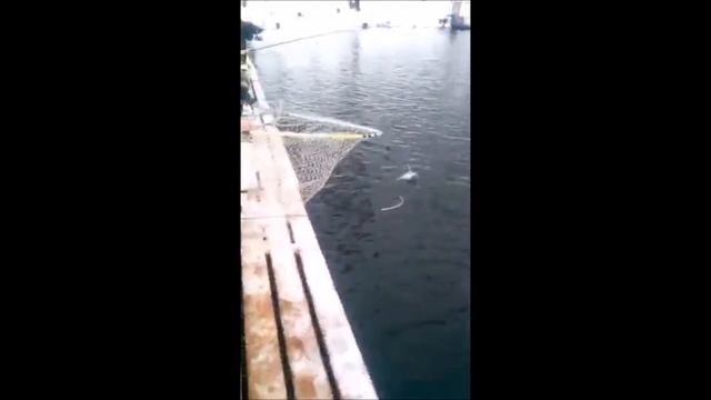 Ловля форели в Подмосковье!!! Рыбалка в Савельево-2!!! смотреть онлайн