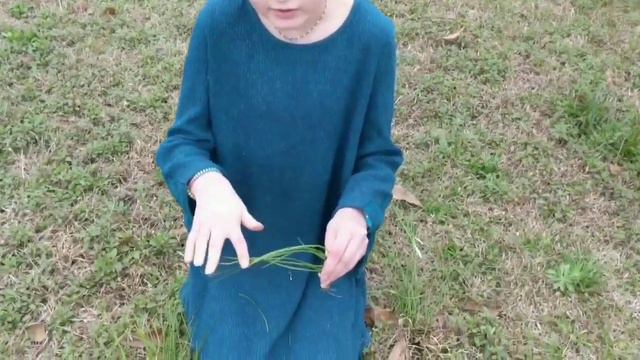 Foraging Wild Onions, (Allium Canadense) Wild Garlic, Meadow Garlic, Homestead, Prepping, Survival.