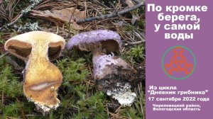 По кромке берега, у самой воды.  Дневник грибника от 17 сентября 2022 года