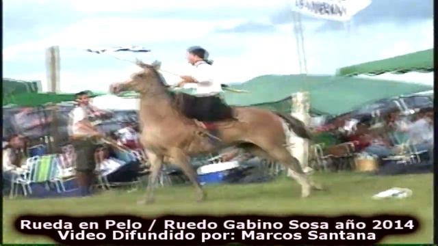 Rueda en Pelo / Ruedo Gabino Sosa / Colonia América San José año 2014 смотреть онлайн