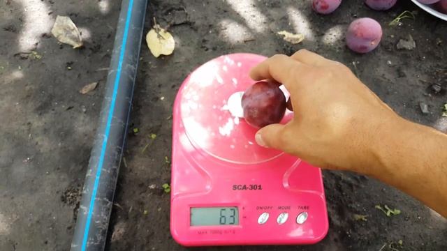 Алыча Десертная Ранняя (30.06.2018) смотреть онлайн